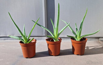 Aloe Vera (malá)