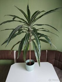 Dračinec - dracaena - 1