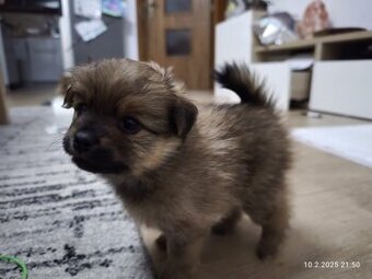 Shih-tzu   Pomeranian