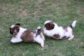 Shih-tzu, Shih tzu, si cu bez pp - 1