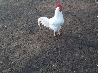 Kohout Leghorn