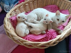 Bílá koťata