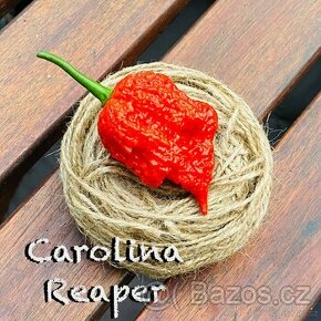 Carolina Reaper, 7 Pot Primo, Red Bhutlah, Moruglah