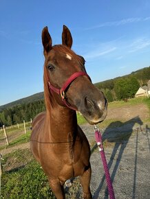 Krásný ryzák Appaloosa/Quarter Horse jmenem Casper - 1