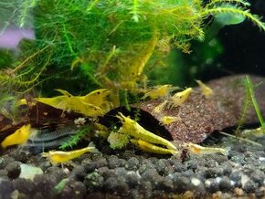 Krevetky Neocaridina Davidi var. Yellow Neon