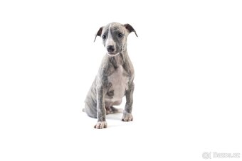 Whippet/Vipet - 1