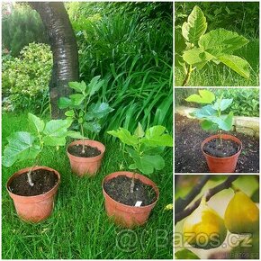 Fíkovník, Smokvoň, Ficus Carica, White Marseilles