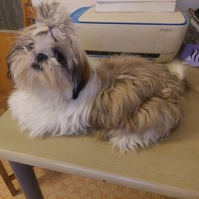 Prodám  krásna štéňata Shih-tzu,shihtzu,shi-tzu 2kluky