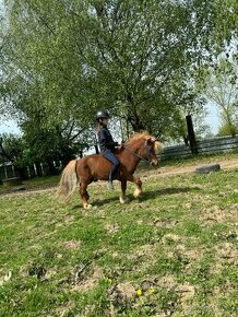 Plemenny shetland pony