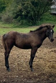 Kobylka pony × qh 2024