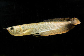 Arowana silver cca 30cm