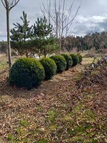 Buxus sempervirens, zimostráz, krušpán