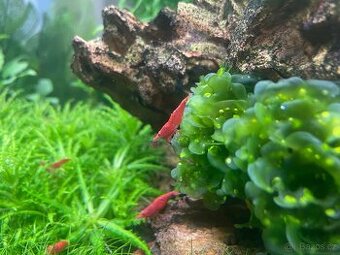 Neocaridina Davidi var. Sakura Red - 1