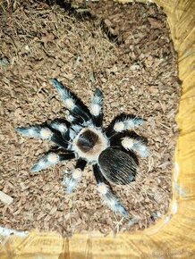 Brachypelma hamorii