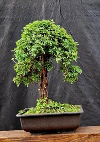 Bonsai, Bonsaj - Mochna 13