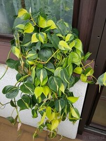 Philodendron Brasil XXL