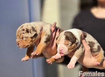 American bully xl, pitbull xxl