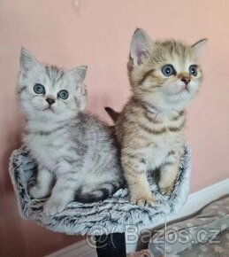 Scottish Fold Koťata připravená pro nový domov.