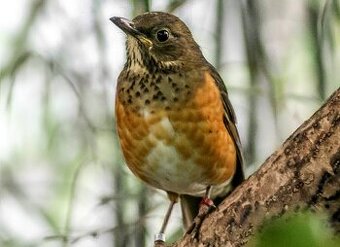 Drozd černoprsý (Turdus dissimilis)