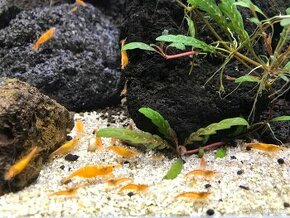 Prodám nenáročné řasožravé krevetky Neocaridina heteropoda O - 1