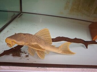 L014 Scobinancistrus aureatus - 1