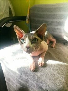 Krytí Sphynx - 1