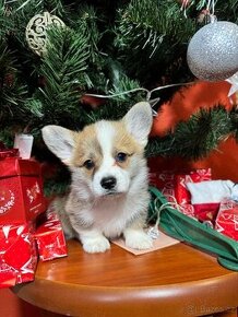 Welsh corgi pembrok,