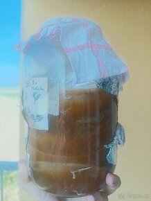 Kombucha - hybernace mnoho vrstev, pěkně vzrostlá, nezapachá