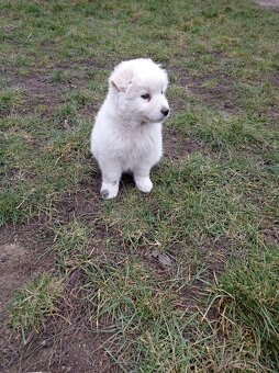 Labrador