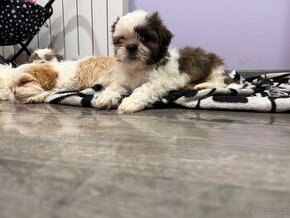 Shih-tzu s PP, Shi tzu, Shih tzu, si tzu, si cu