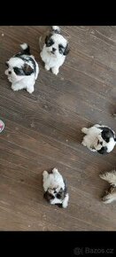 Prodám štéňata Shih-tzu,shihtzu,shi-tzu