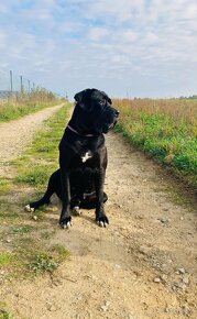 CANE CORSO štěňátka rezervace