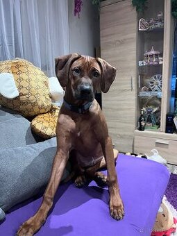 Rhodesky ridgeback