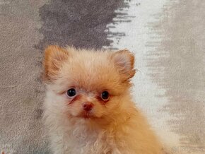 Kouzelný Pejsek - NŠ/Pomeranian - Bez PP - Cream - 20