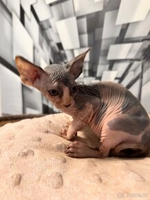 Kanadský Sphynx s průkazem původu - 20