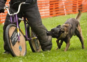 Belgický ovčák Malinois - 20