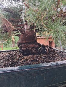 Bonsai,Bonsaj Borovice - 20