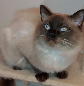 Ragdoll kocur na krytie - 20