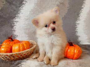 fenečka Německý Špic / Pomeranian - Cream - 20