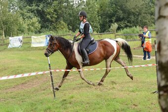 Huculská klisna, hucul, Tobiano, pony, malý kůň - 20