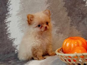 Kouzelný Pejsek - NŠ/Pomeranian - Bez PP - Cream - 20