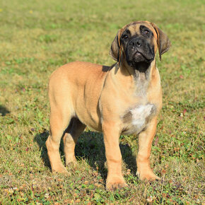 BOERBOEL  BALLOTADA  --VALERIE + VALENTÝNA - 20