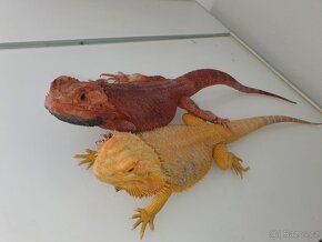 AGAMA VOUSATÁ Pogona Vitticeps VÁNOČNÍ NABÍDKA - 20