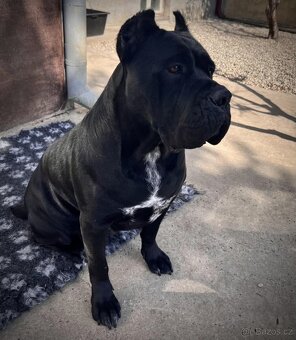 Cane corso šteniatka s rodokmeňom FCI - 20