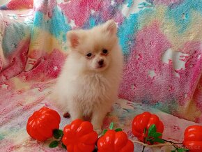 Krásný Maličký Pejsek NŠ / Pomeranian - Cream - 20