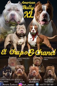 American bully Xl - 20