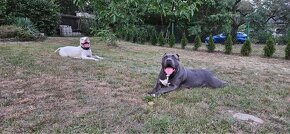 American Bully XL - 20