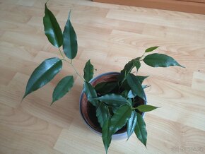 Ficus benjamina. pokojová rostlina - 2
