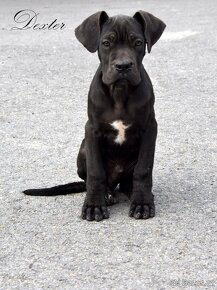 Cane Corso štěňátka s FCI PP - přátelská cena - 2