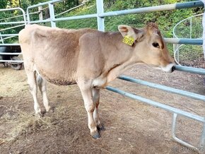 Jalovice kříženka Brown Swiss - 2